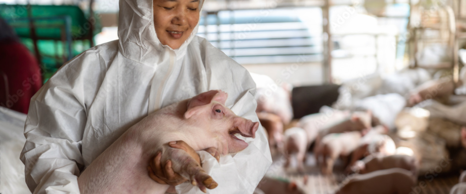 Improving pig biosecurity and african swine fever (ASF) control in 4 asean countries: Vietnam, Laos, Cambodia, Philippines