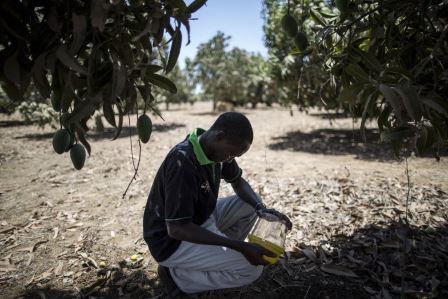 Fight against fruit fly bears fruit, boosting safer trade in West Africa