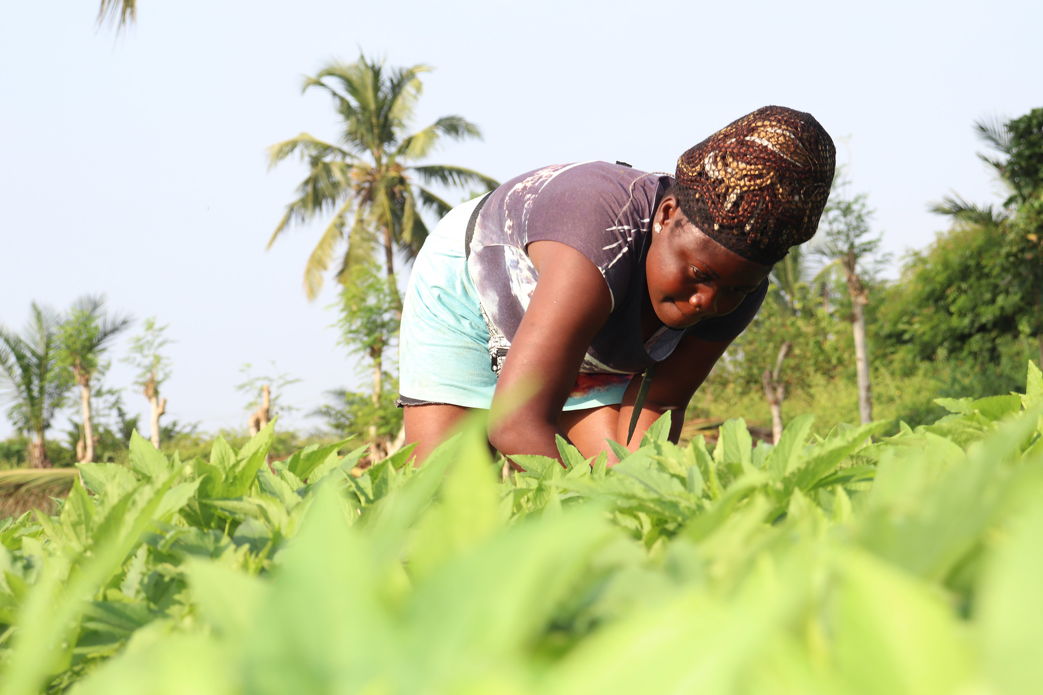 Pest-proofing Togo's produce: a gateway to global markets