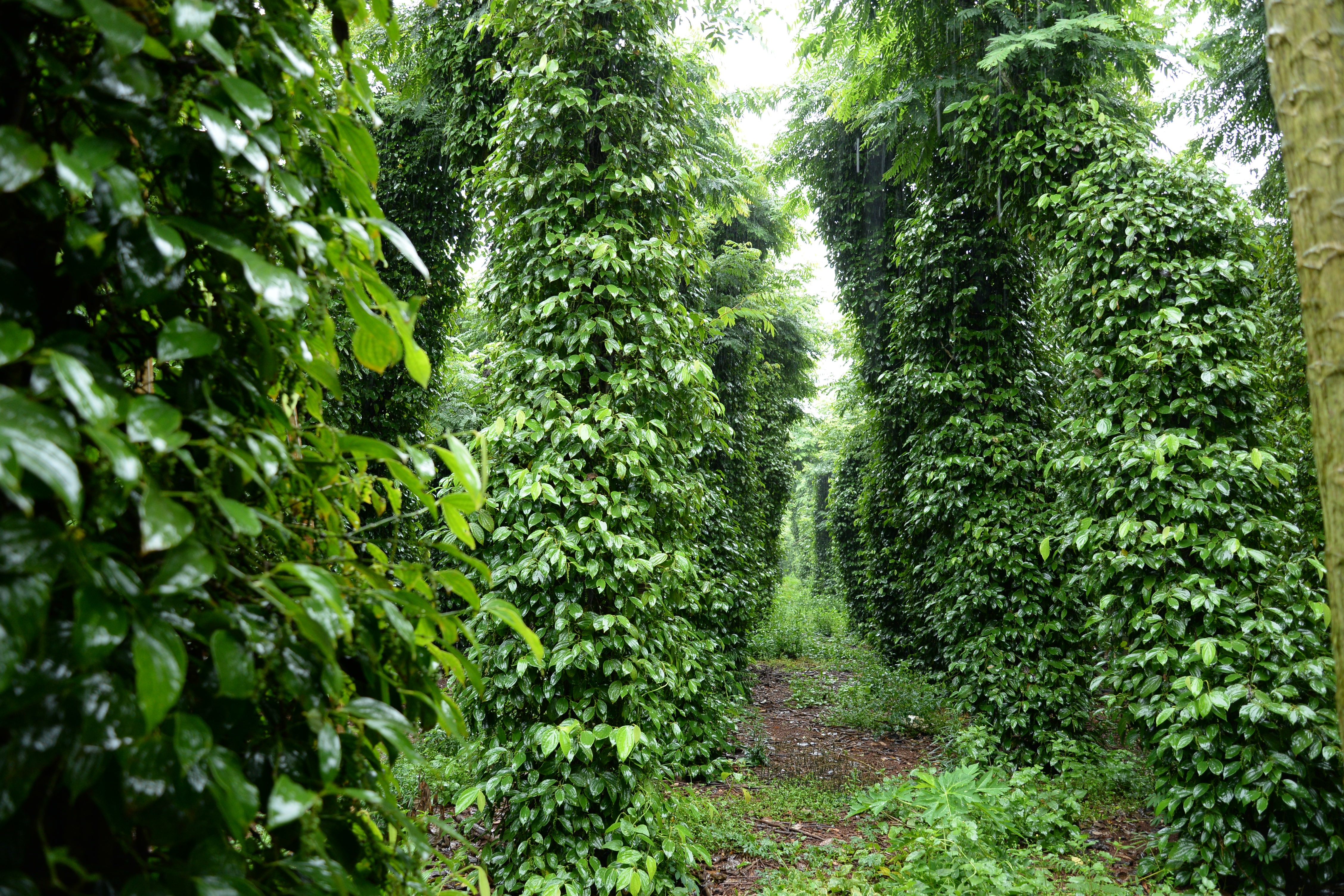 Safer Spices, Stronger Trade: How Grassroots Partnerships are Unlocking Trade for Pepper Farmers in SE Asia