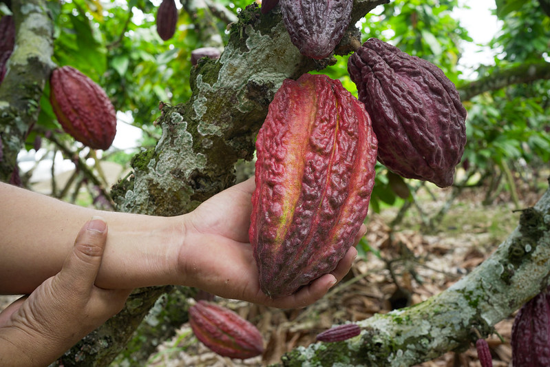 Addressing cadmium challenges in cocoa trade: Insights and Lessons from two STDF projects in Latin America and the Caribbean