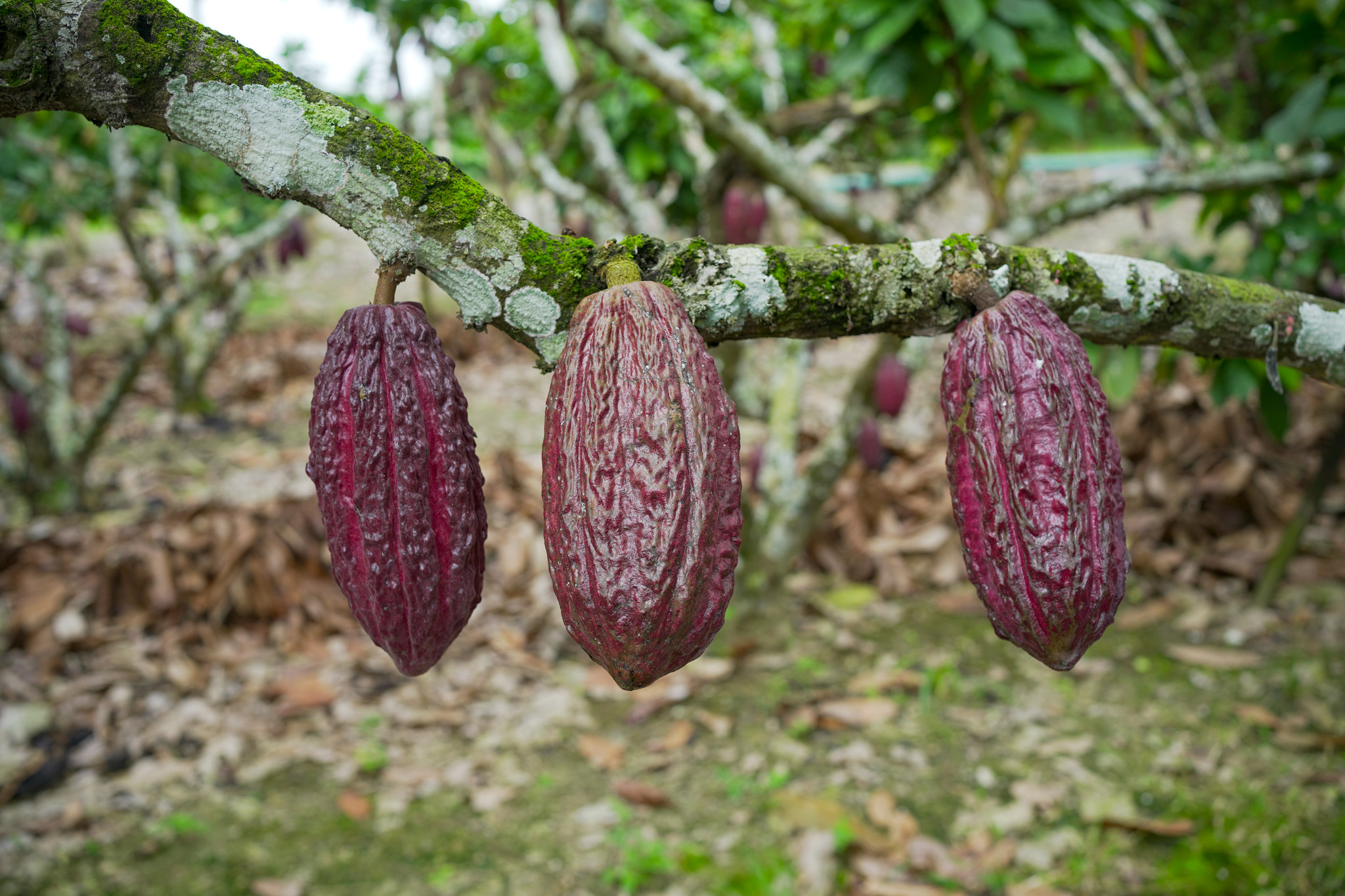 Shared Science, Shared Solutions: Regional Collaboration in Latin America & the Caribbean Helps Tackle Cadmium in Cocoa and Chocolate 