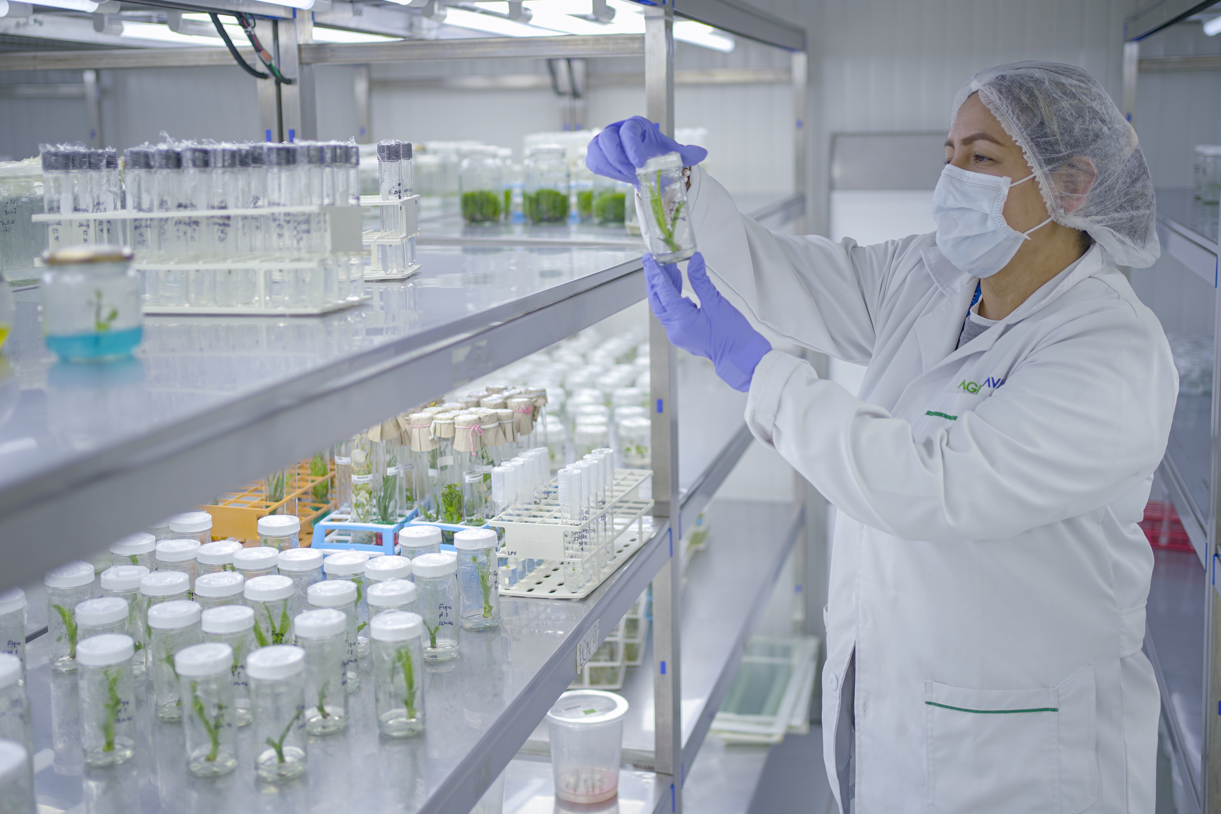 Strengthening the capacity of the Andean Region to manage maximum levels of chemical contaminants in fruit and vegetable exports