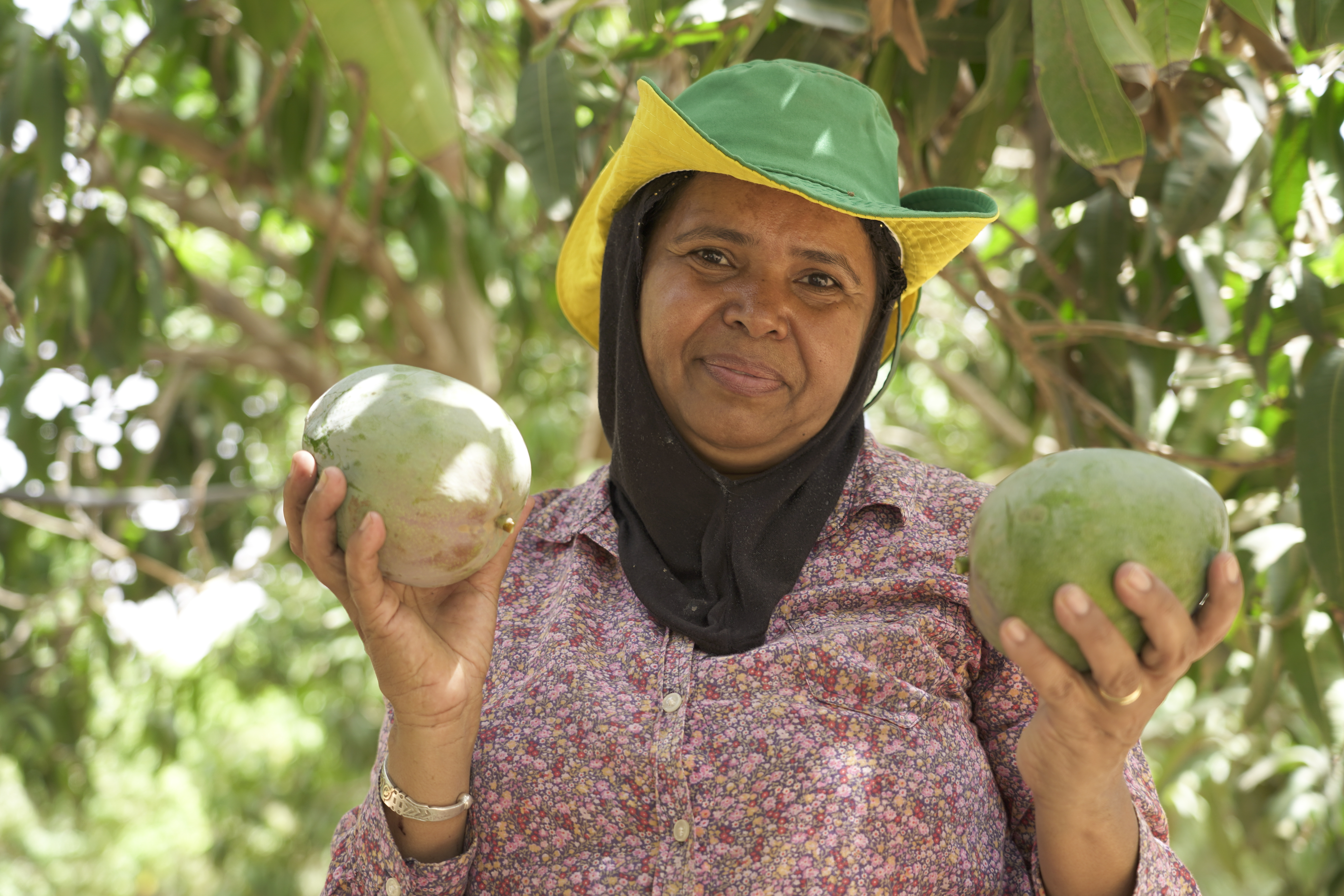 Promoting SPS-compliant fruit fly management in Sub-Saharan Africa