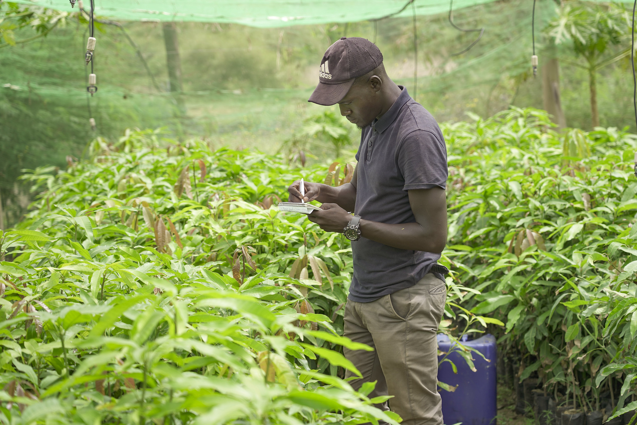 Harmonizing the phytosanitary legislative framework in Central Africa