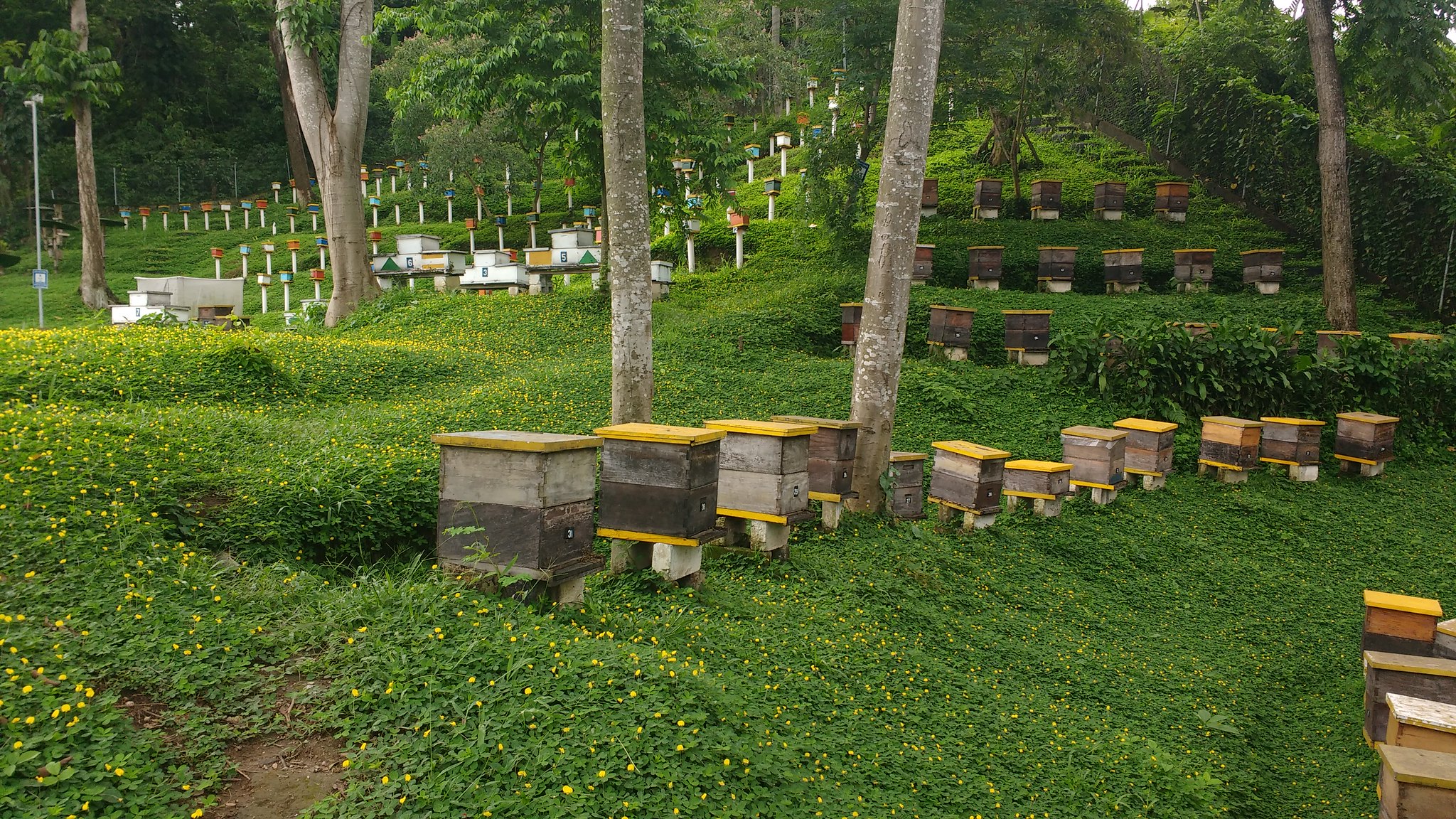 Assessment of SPS requirements for the export of stingless bee honey from the Amazon