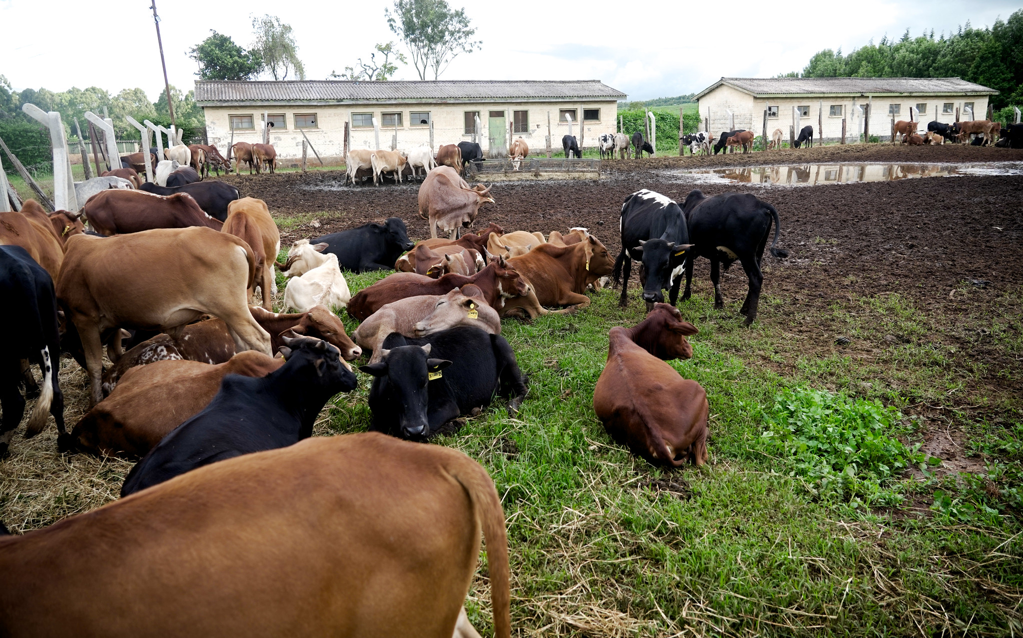 Enhancing compliance with sanitary standards to develop the meat value chain in Chad