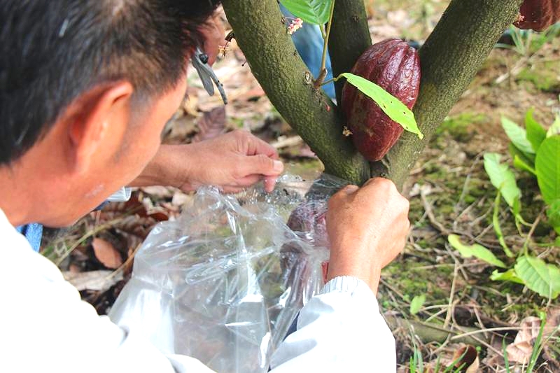 CocoaSafe: SPS capacity building and knowledge sharing on cocoa in South East Asia 