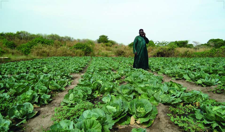 Making cabbage production safe and competitive
