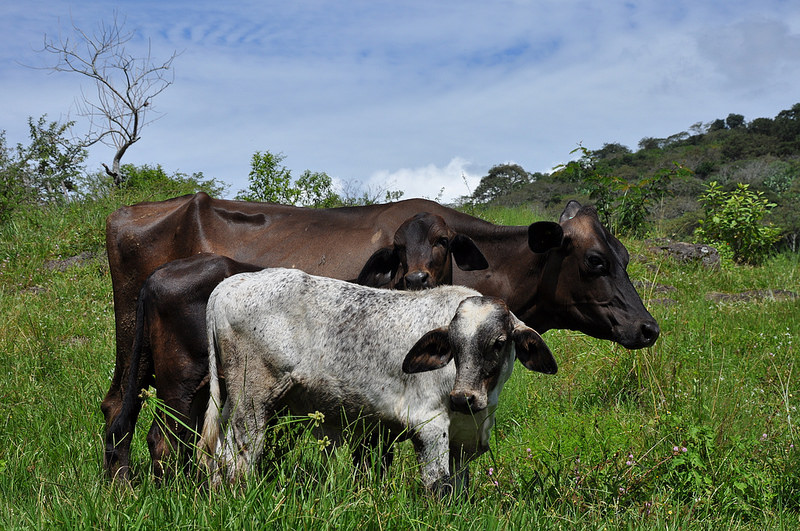 Online inspection, control and surveillance system for food of animal origin