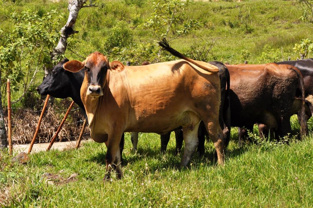 Facilitating e-veterinary certification based on single window system globally