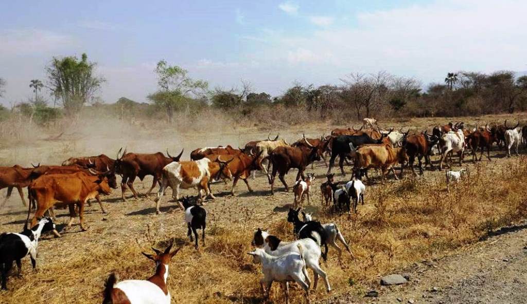 Facilitating livestock exports in Ethiopia