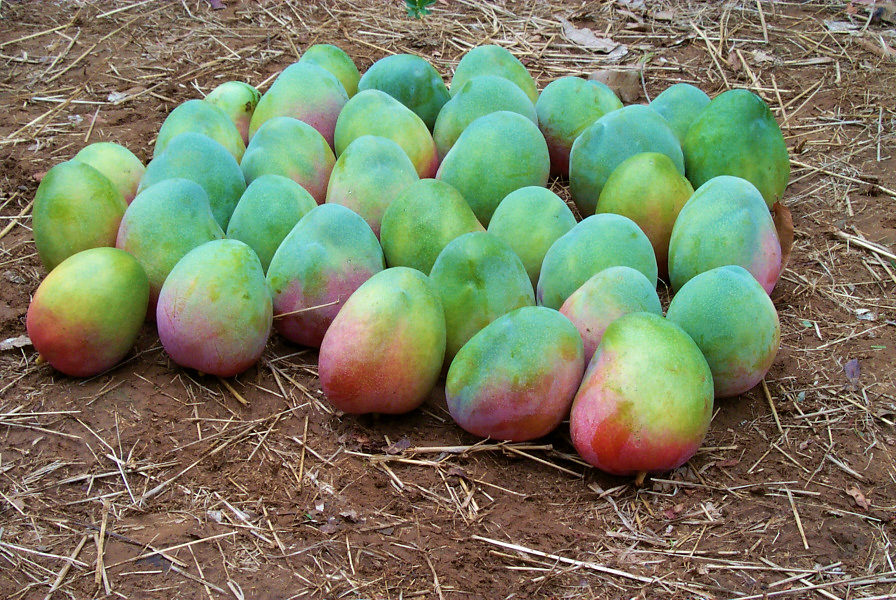 Supporting SPS risk assessment in the mango sector 