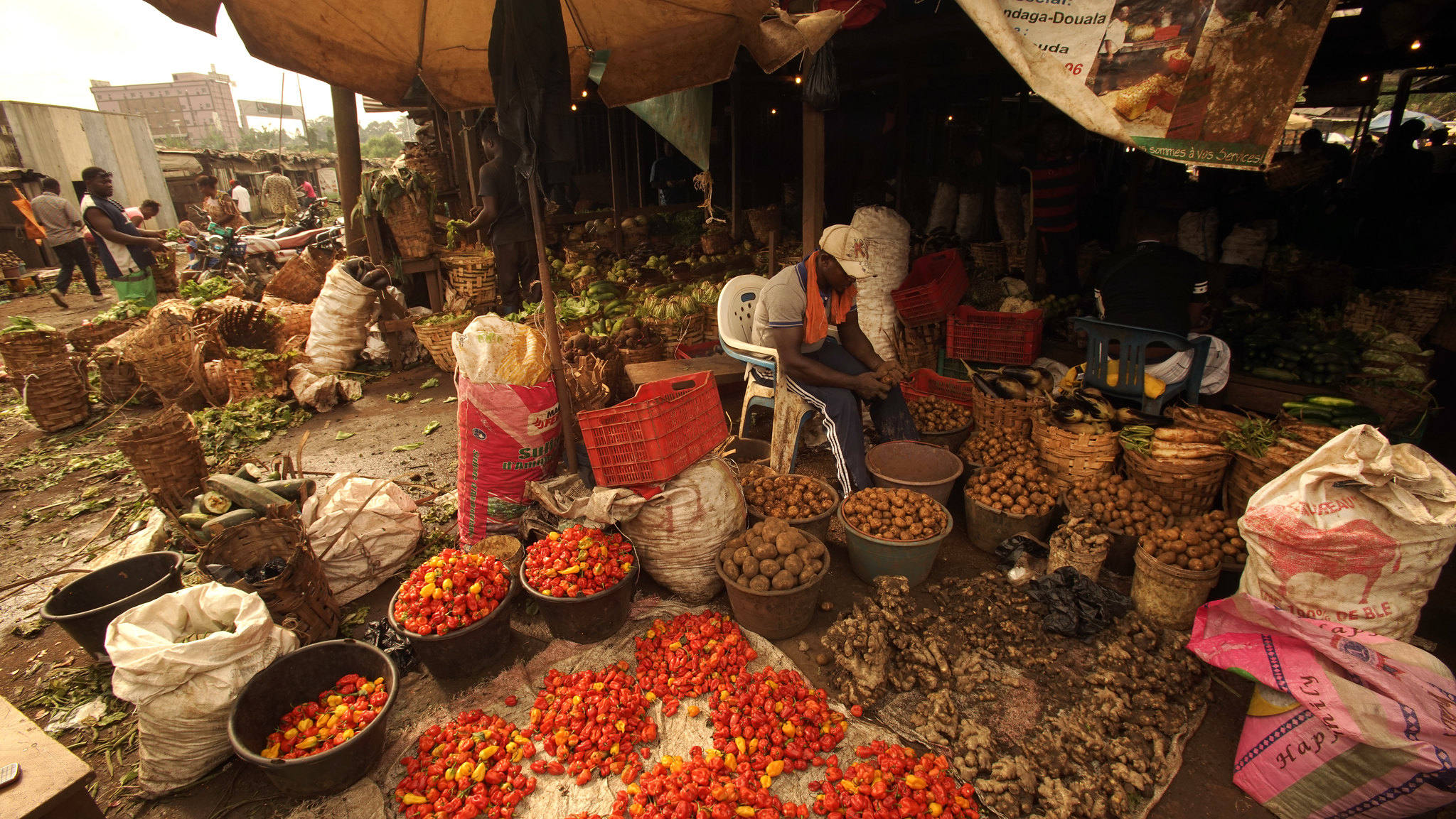 Managing invasive potato pests in Eastern and Southern Africa
