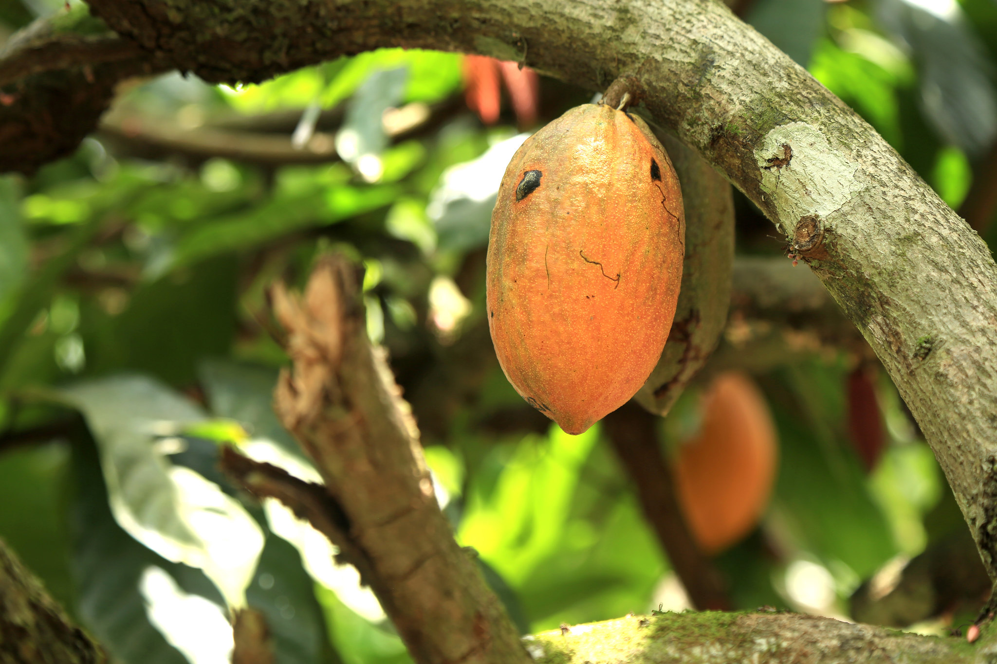 Coordinating management of cadmium levels in cocoa in Latin America and the Caribbean 