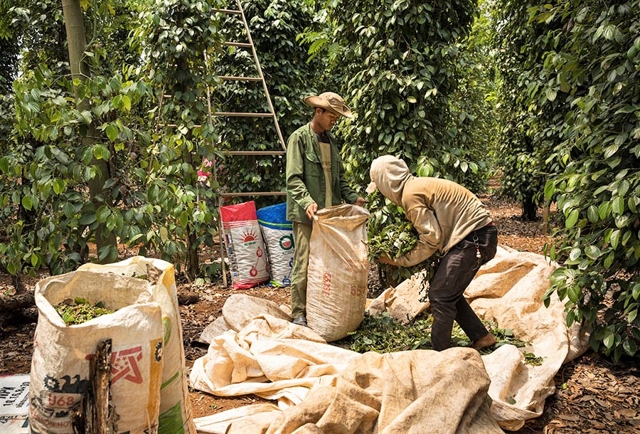 Safer spices: boosting food safety and market access for the peppercorn value chain