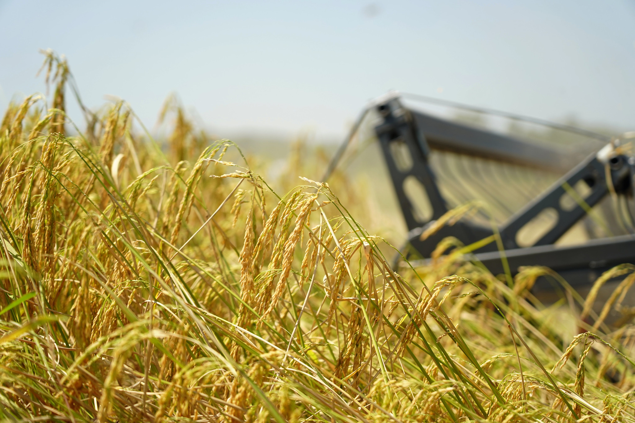 Strengthening phytosanitary compliance to boost seed trade in the Asia Pacific