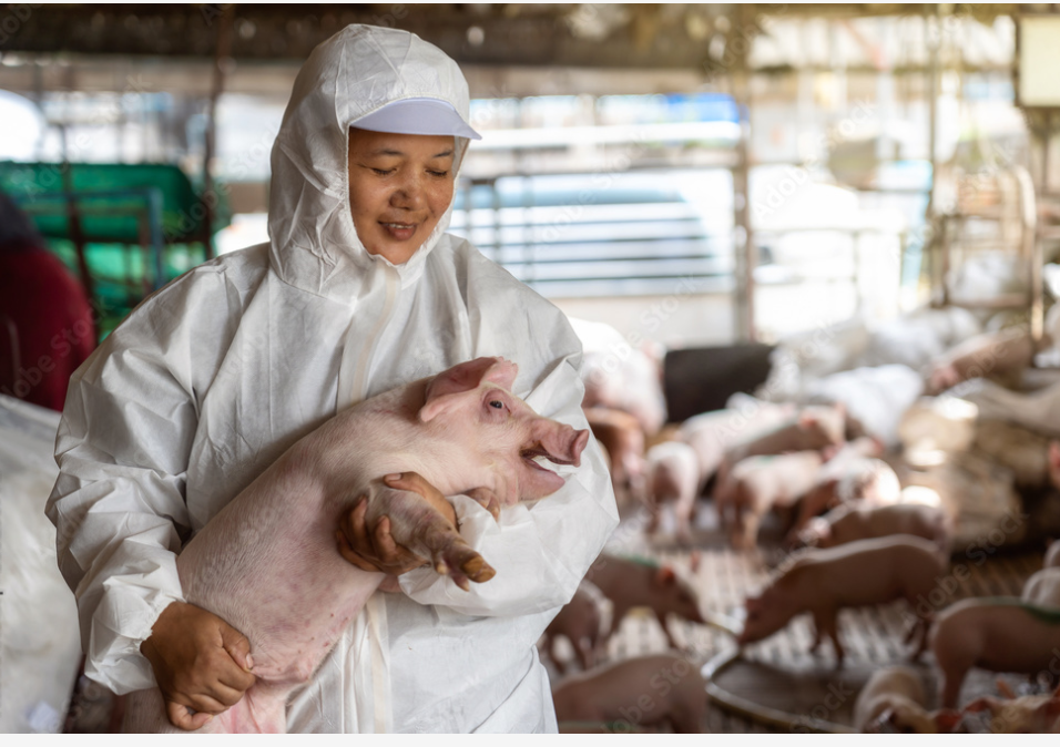 Improving pig biosecurity and African Swine Fever (ASF) control in 4 ASEAN countries
