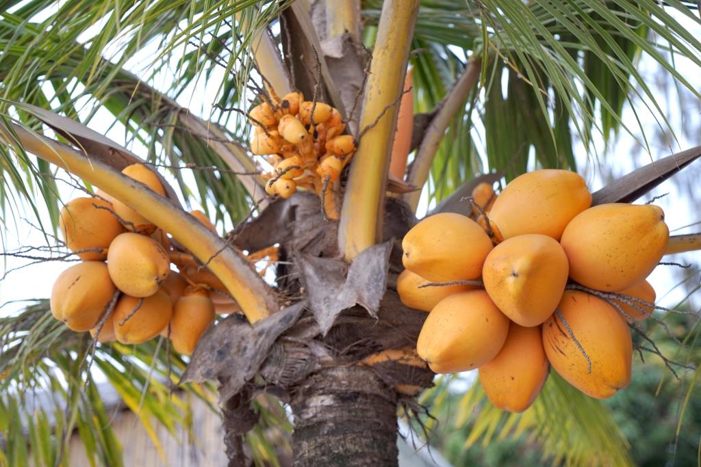 Strengthening capacity in ASEAN to meet pesticide export requirements